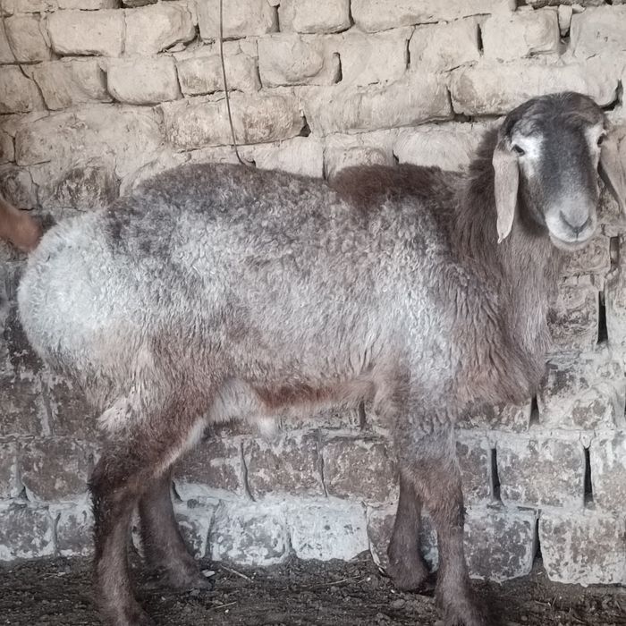 Урыктыкка токты-кошкарлар 5 бас