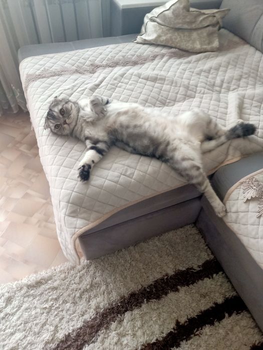 Отдам бесплатно кота