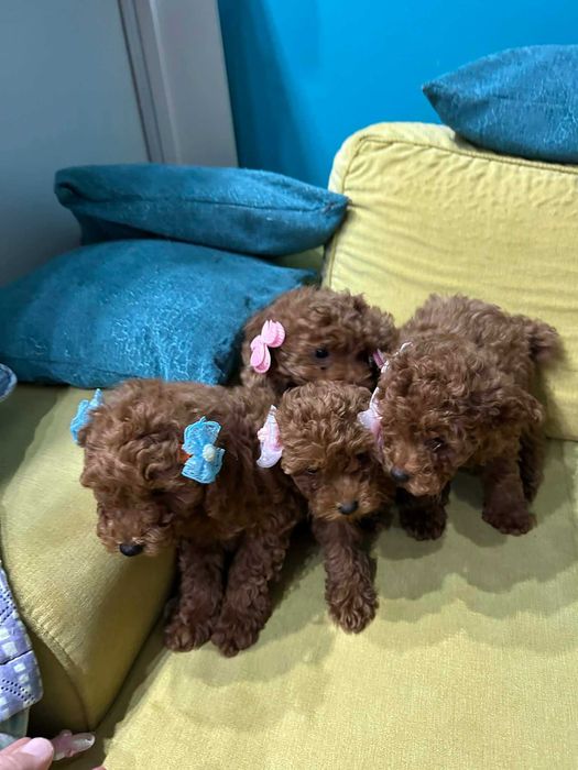 Той-Мини Пудел Ред -Априкот