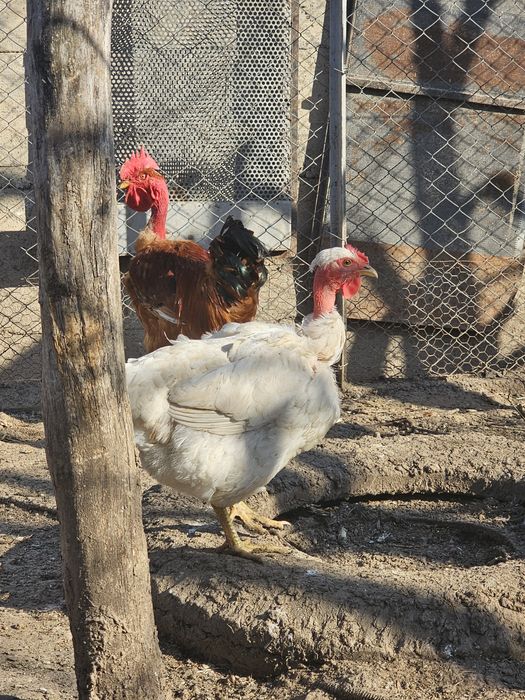 Ouă pentru incubat.