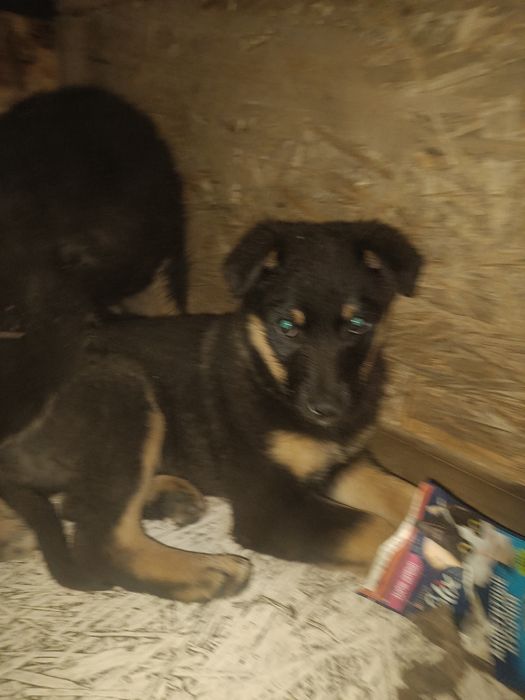 Отдам крупных щенков помесь с немцем