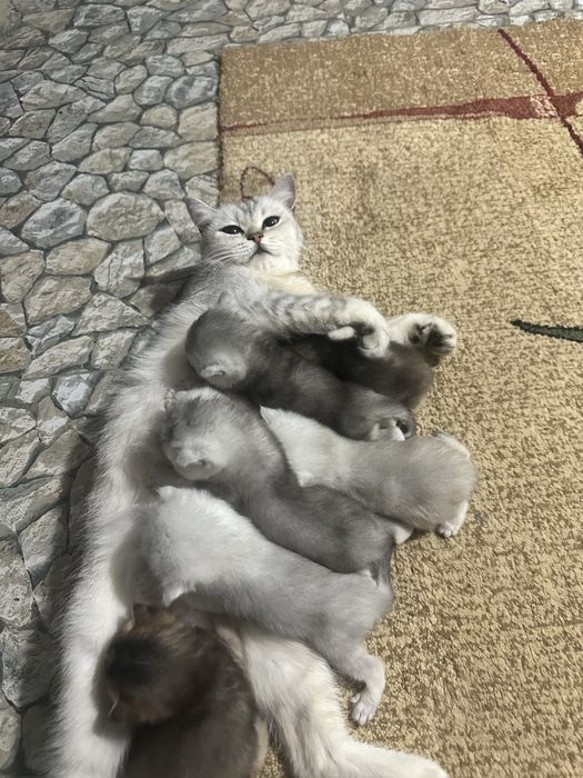 Otkinchilar oldida jinsiy aloqa (video)