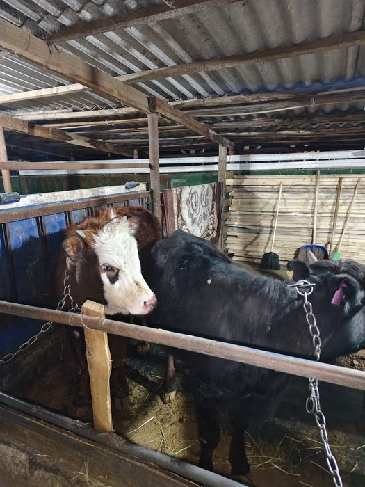 продам откормленных телок