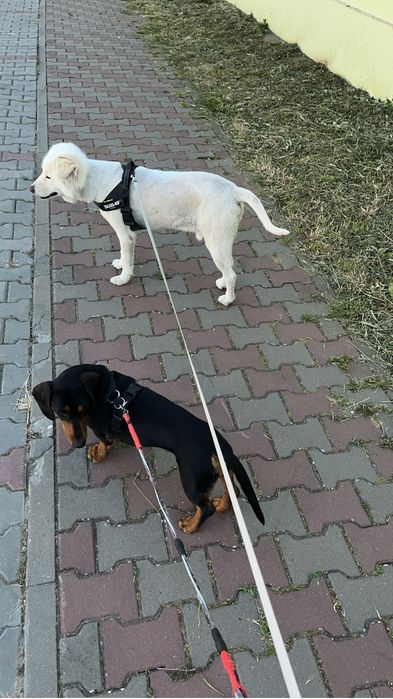 Servicii plimbat catei