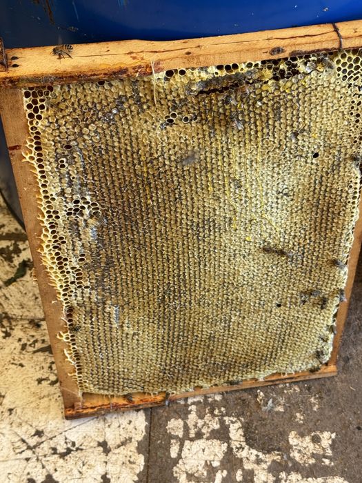 Matci imperecheate buckfast (f1)
