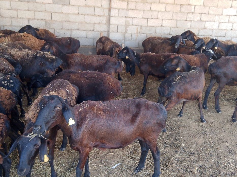 Сатылытын саулық қойлар бар