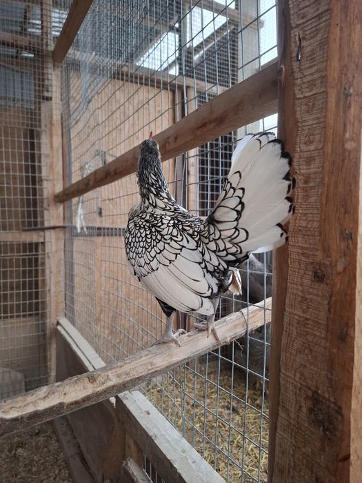 Продам шикарных сибрайтов