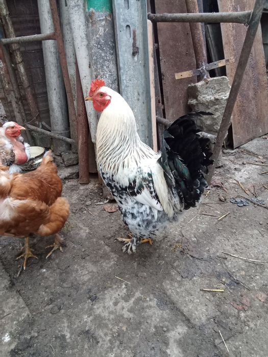 Cocos brahma de anul trecut SI un cocos golas tot de anul trecut