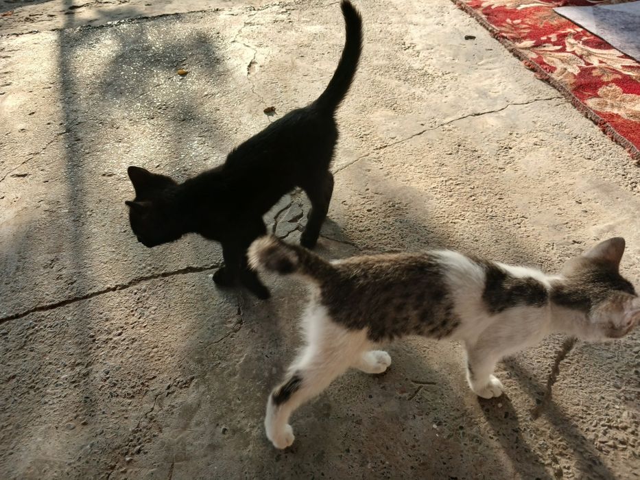 Котята даем бесплатно
