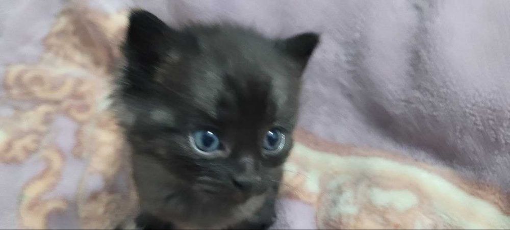 Отдам даром котята