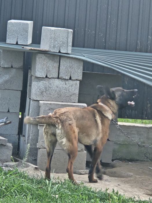 Продам бельгийский овчарка