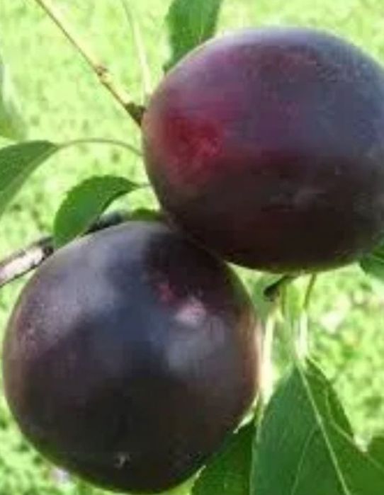 Cais Deosebit Soiul Aprisali la ghivece