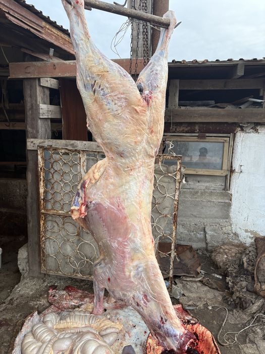 Кунажын байталдар сатылады