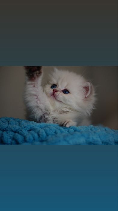 Baietel British Longhair cu Pedigree impreuna cu toate testele genetice / Felisa autorizata