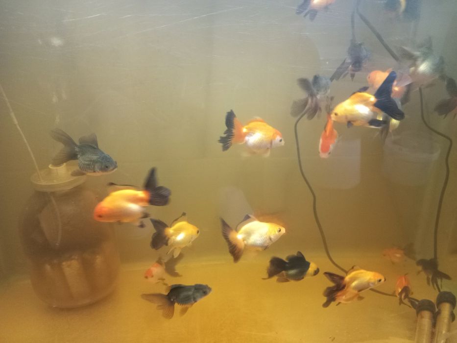 Продам Черно-красную Оранду