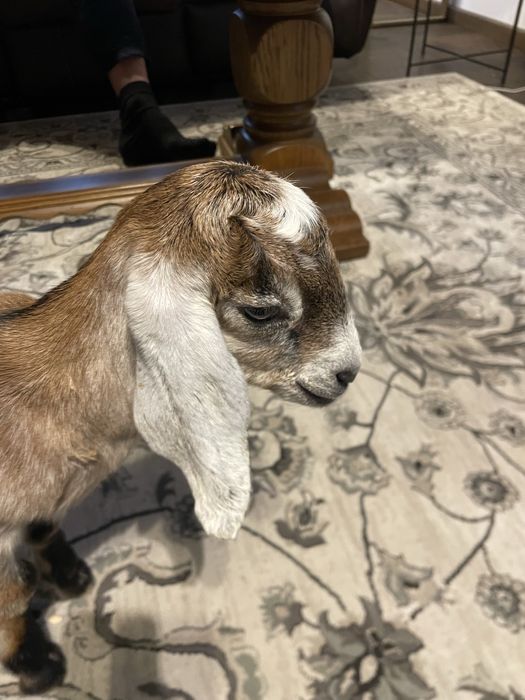 Ieduță anglo-nubiană