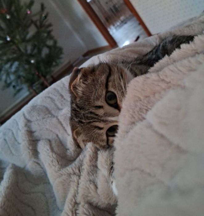 Отдаю котят в добрые руки