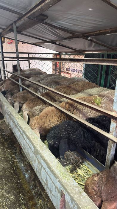 Арвшан кучкорлар сотилади