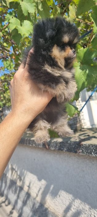 Померан мини померанче