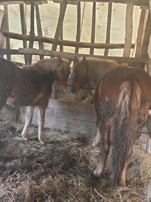 Vând doua iepe semi grele mamă cu fiică