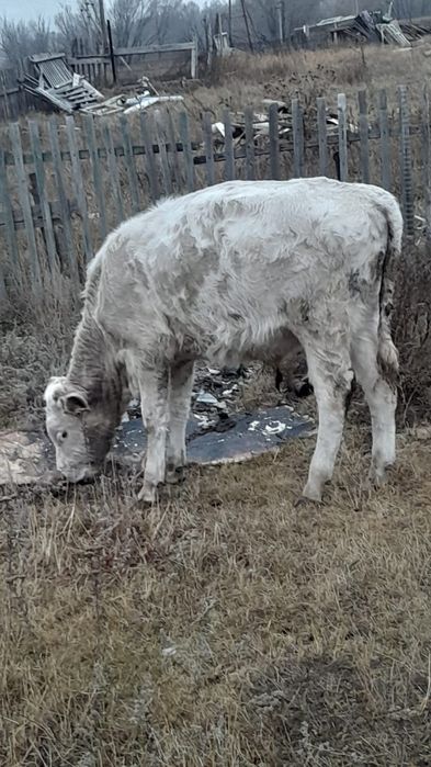 Продам бычков симентал 1 год