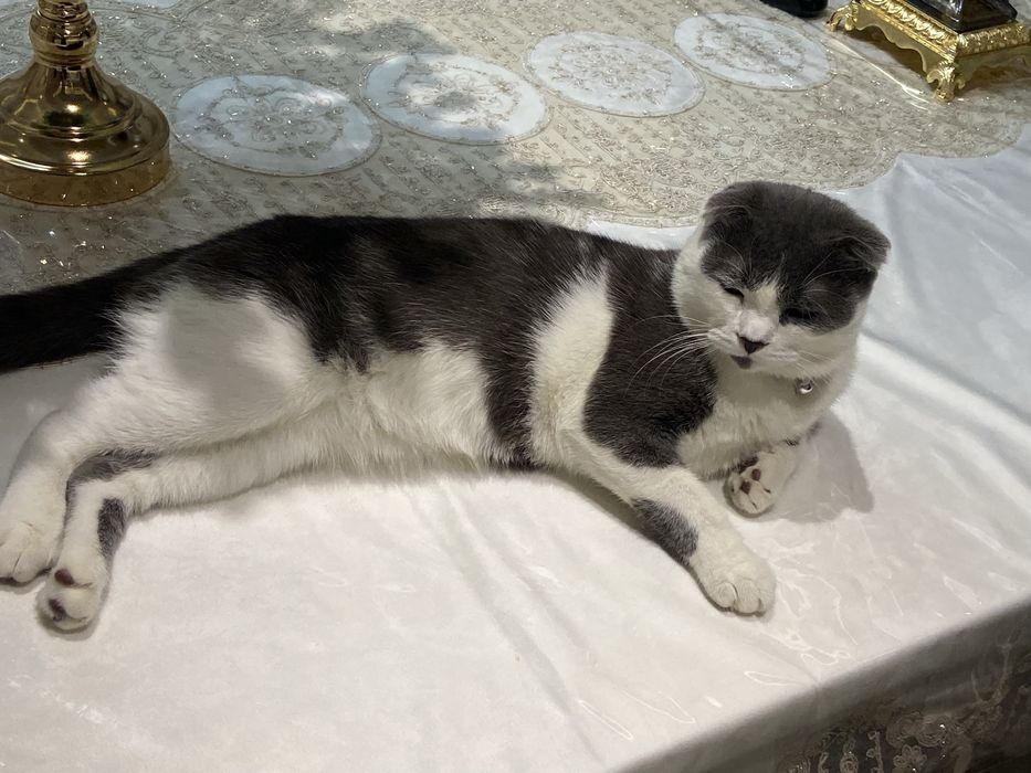 Сотилмийди! Вязка кота