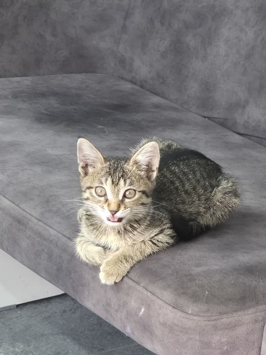отдадим котёнка в добрые руки