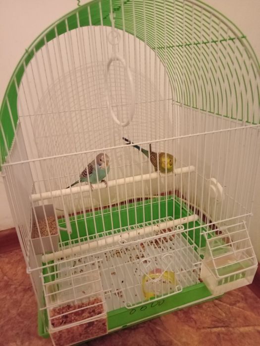 Продам папугаев волнистые