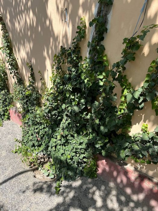 Pechak Gul devor uchun