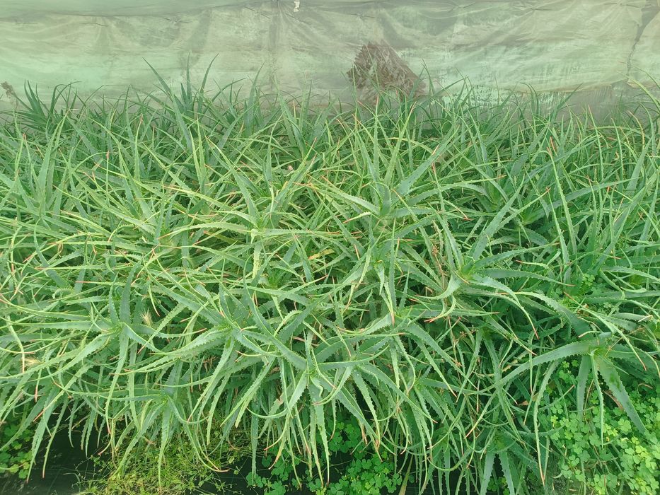 Алое вера в саксия