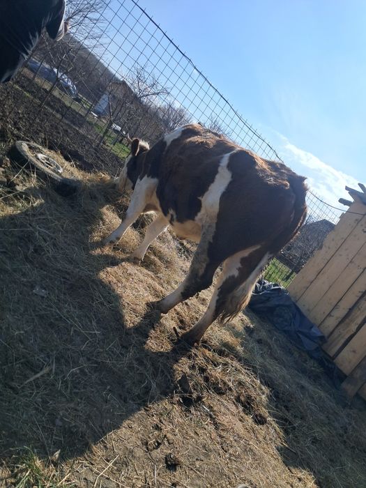 Vând juninca Baltata gestanta an 5 lunii și foarte frumoasa