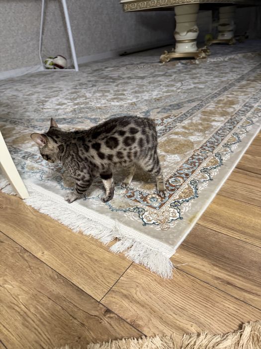 Котенок 5 мес малтчик