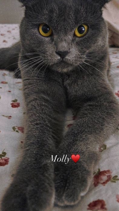 Котёнок Scottish Fold