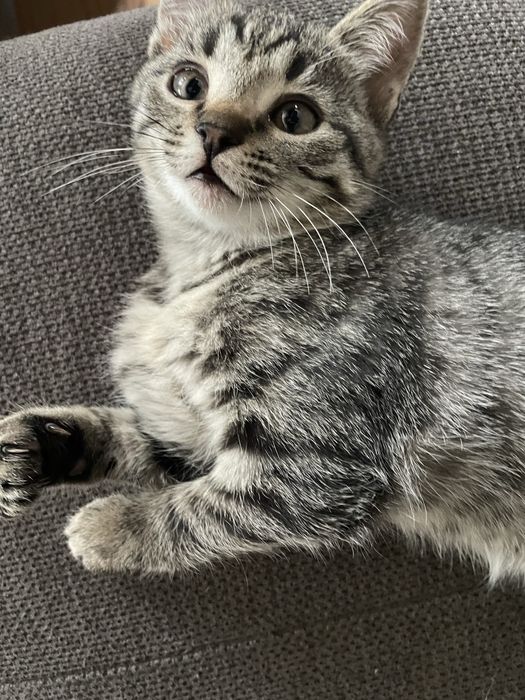 Se dau spre adoptie pisicute