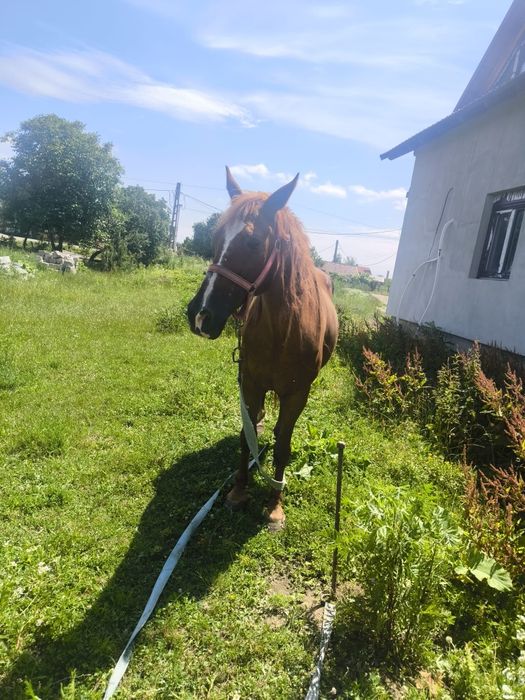 Cal pentru m-ai multe detalii sunaci!!!