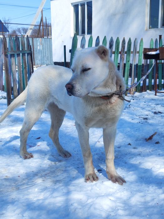 Алабай ұрғашы күшік сатылады