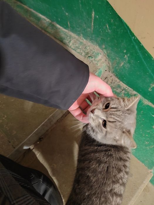 Заберите кошку даром