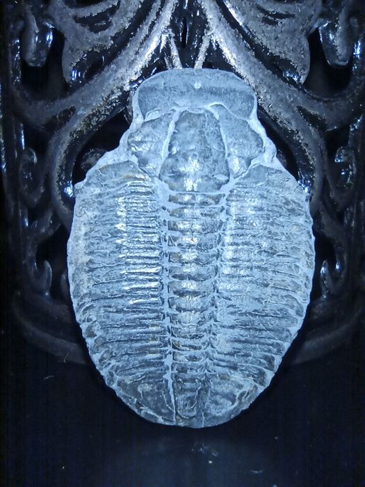 Продам окаменелости Трилобит Elrsthia kingi Юта США