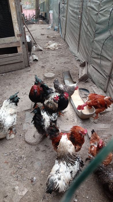 Cocosi tineri de vanzare