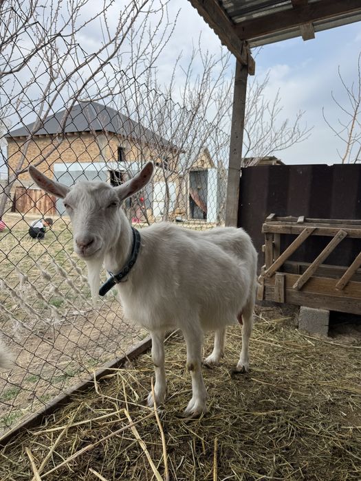 Заненский коза.занен ешкі