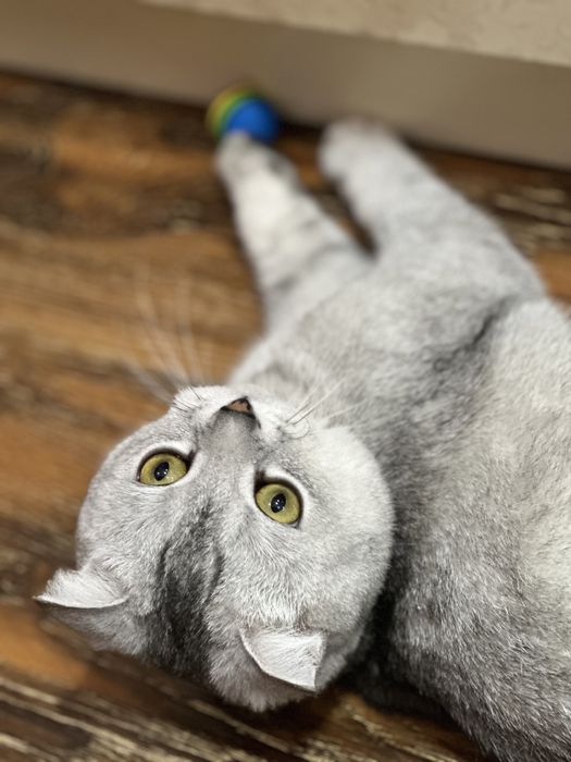 Black silver shaded color (BRI ns11)