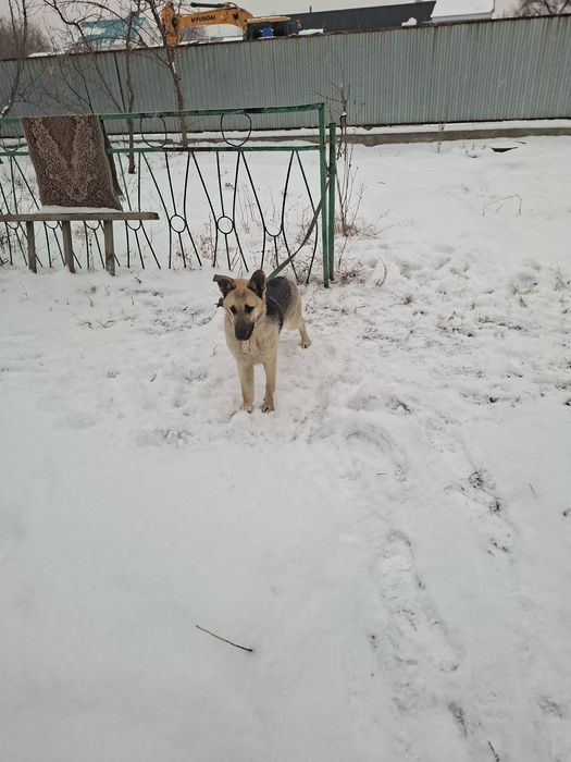 Восточно европейская овчарка