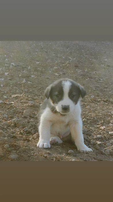 Отдам в добрые руки щенят!