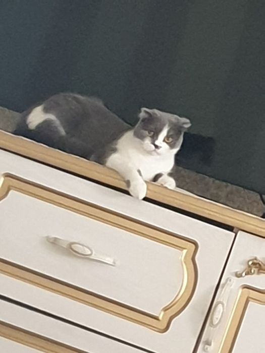 Фолд. Биколор. 2,5 года