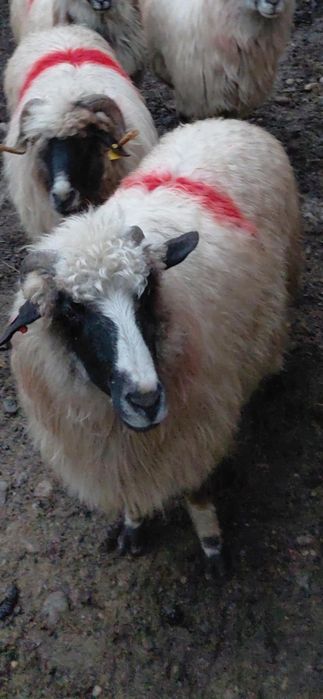 Vând oaie și miei de tăiat