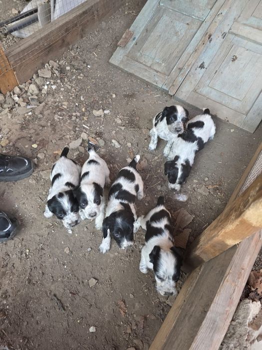 Русский сапиель.