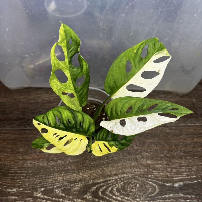 Монстера Адансона Вариегатная