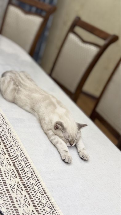 Продам кота Скоттиш Фолд
