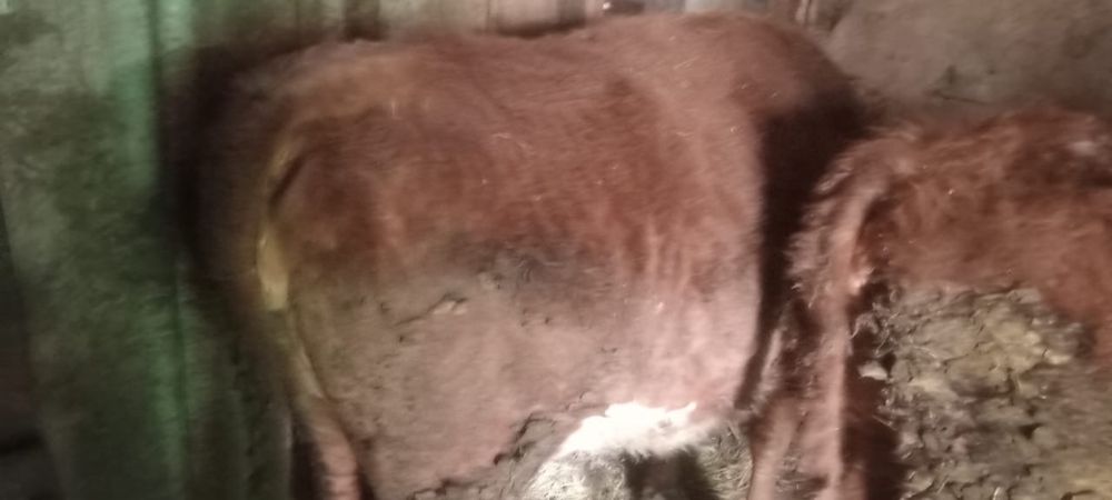 Бордақта тұрған бұқа, сиыр