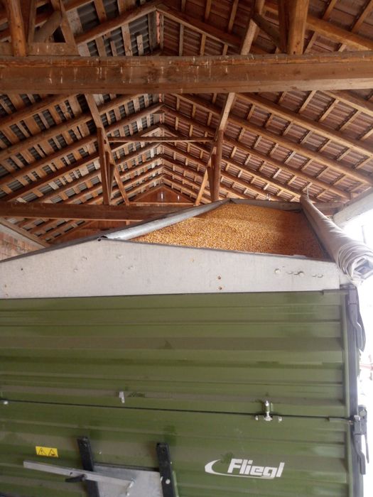 Porumb, gråu, .cu transport